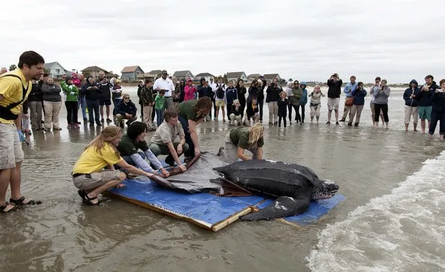 Staff with the South Carolina Aquarium, the Sea Turtle Rescue Program and South Carolina Department of Natural Resources, release a leatherback turtle in Isle of Palms, South Carolina March 12, 2015. (Photo by Randall Hill/Reuters)