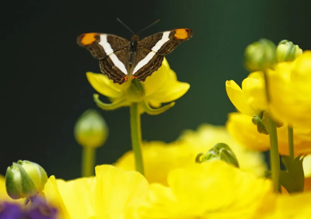 Butterflies at the San Diego Zoo Safari Park