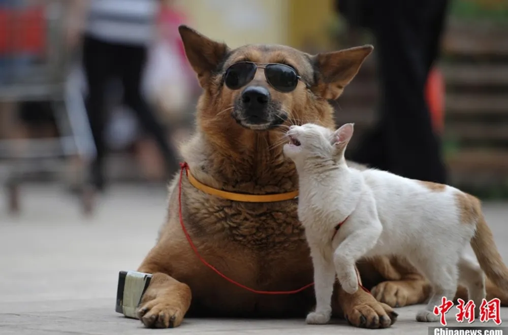 Sweet Couple: Dog and Cat