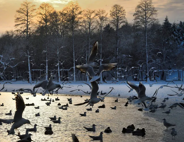 Water birds fly over a partially frozen lake in a park on January 18, 2016, in Bucharest, Romania. (Photo by Daniel Mihailescu/AFP Photo)