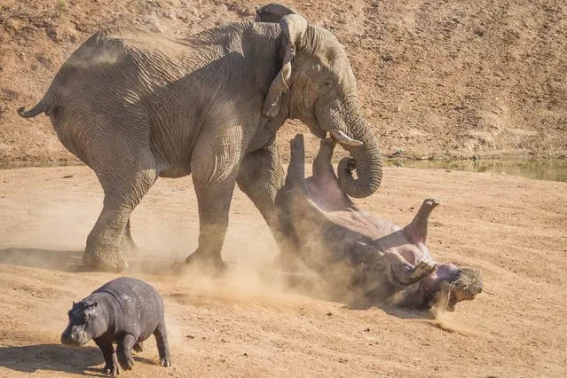 An elephant bull charges a female hippopotamus as her calf scampers to safety, in Erindi Private Game Reserve in Windhoek, Namibia. (Photo by Rian van Schalkwyk/Barcroft Media)
