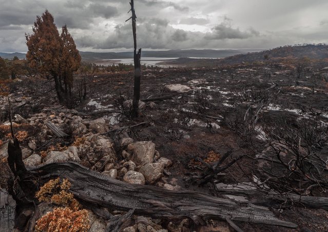 Pencil pine devastation. (Photo by Dan Broun)