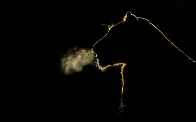 A silhouetted lioness exhales in the night. (Photo by Brendon Cremer/Caters News)