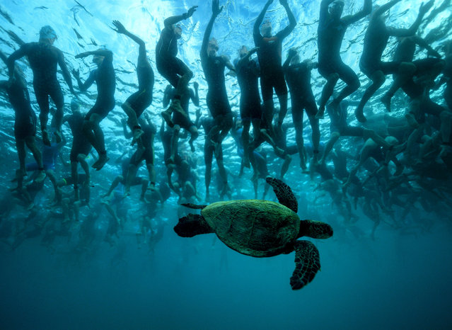 In this handout photo provided by IRONMAN, the green sea turtle, also known as “Honu”, is a symbol of good luck and longevity in Hawaiian lore. This native friend provides a little mystique to the 2,300 athletes who await the start signal of a 140.6-mile journey at the 2016 IRONMAN World Championship triathlon on October 8, 2016 in Kailua Kona, Hawaii. (Photo by Donald Miralle/IRONMAN via Getty Images)