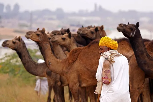 A camel herder stands beside his camels ahead of the annual Camel Fair at Pushkar in India's desert state of Rajasthan on November 14, 2023. (Photo by Himanshu Sharma/AFP Photo)