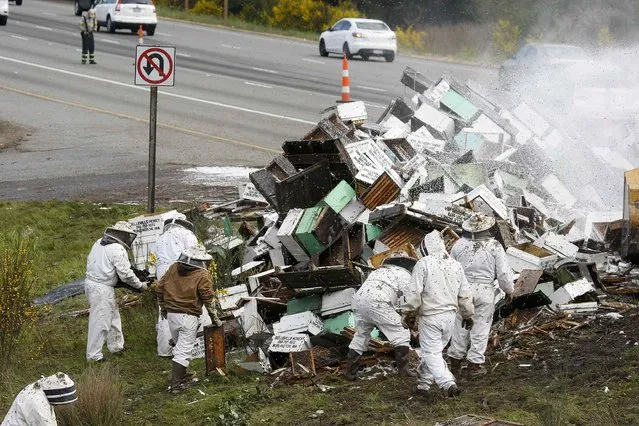 Beekeepers attend to a semi-trailer truck that overturned with a cargo of bees on a highway in Lynnwood, Washington April 17, 2015. (Photo by Ian Terry/Reuters)