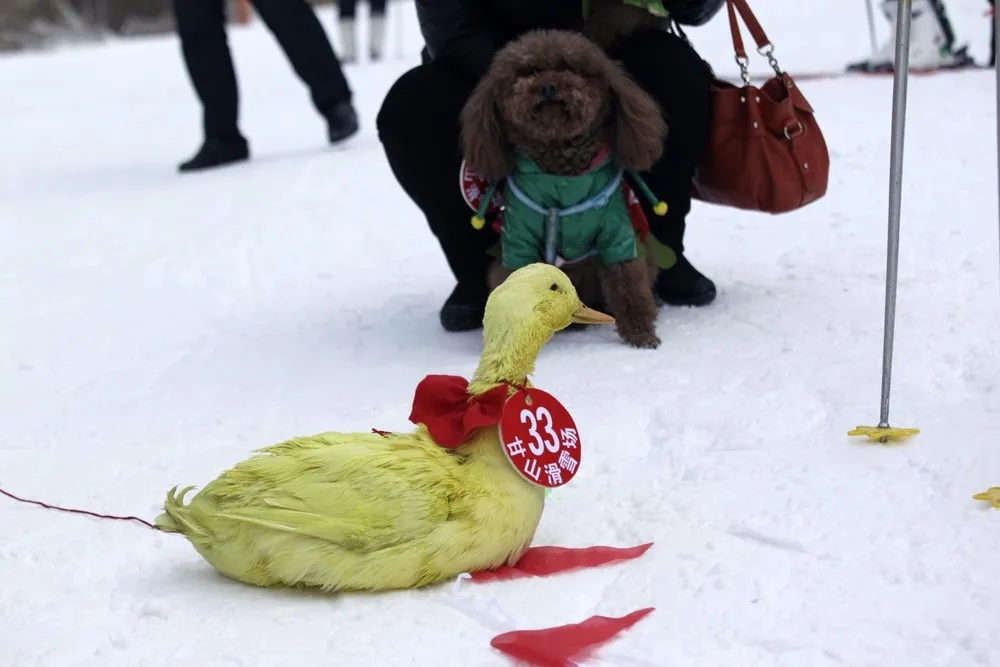 Pets and their Owners Take to the Ski Slopes in China