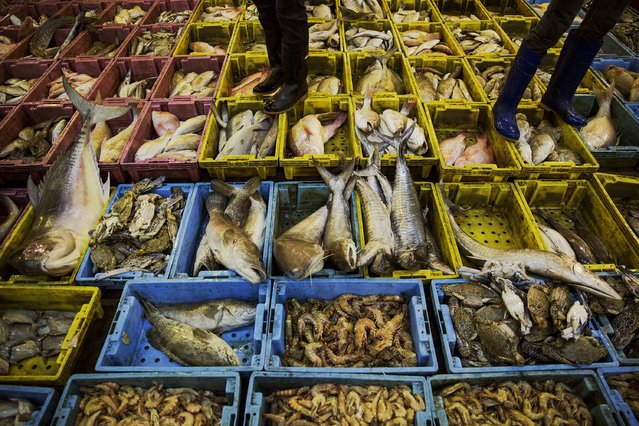 Workers walk on plastic crates with different fish offered for sale at a wholesale market for fish and other seafood in Mahachai, in Thailand's Samut Sakhon province April 23, 2015. Thailand's agriculture minister said on April 22, 2015 he had confidence in measures designed to combat illegal fishing after the European Union gave the country six months to clean up its act. (Photo by Damir Sagolj/Reuters)