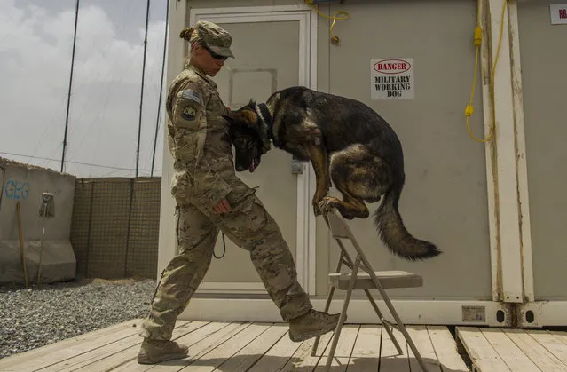 U.S. Air Force Staff Sgt. Jessie Johnson, 3rd Infantry Division military working dog handler, practices placement training with her dog, Chrach, April 24, 2013, at Forward Operation Base Pasab, Afghanistan. Chrach is trained to detect the odor of explosives. (Photo by Staff Sgt. Marleah Miller/U.S. Air Force)