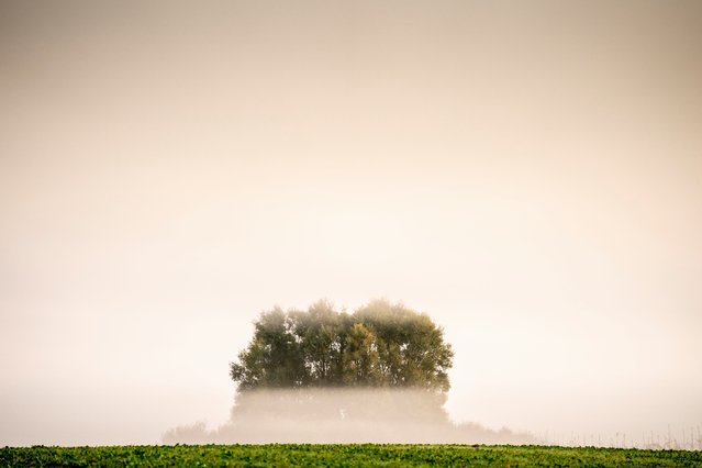 A view of trees shrouded in fog on a late summer morning between Tureby and Slimminge on Zealand, Denmark, 10 September 2021. (Photo by Mads Claus Rasmussen/EPA/EFE)