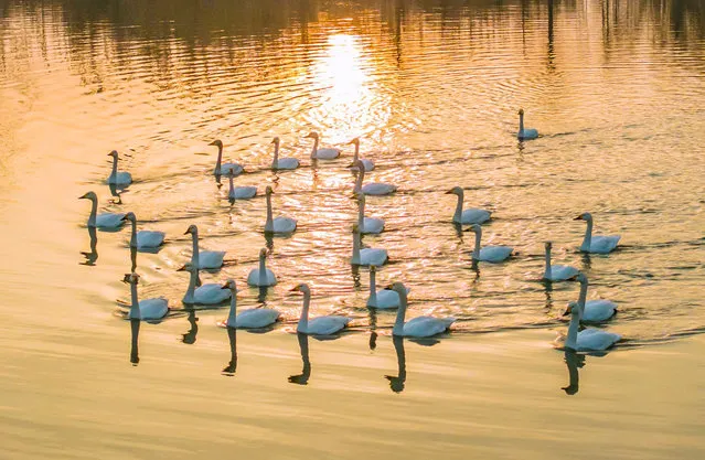 Cygnets are feeding on the water at the Hongze Lake Wetland scenic spot in Suqian, Jiangsu Province, China, on February 27, 2024. (Photo by Costfoto/NurPhoto/Rex Features/Shutterstock)