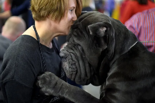 A Neapolitan Mastiff with Rachel Hosking is seen in the benching area during day two of competition at the Westminster Kennel Club 141st Annual Dog Show in New York on February 14, 2017. (Photo by Timothy A. Clary/AFP Photo)