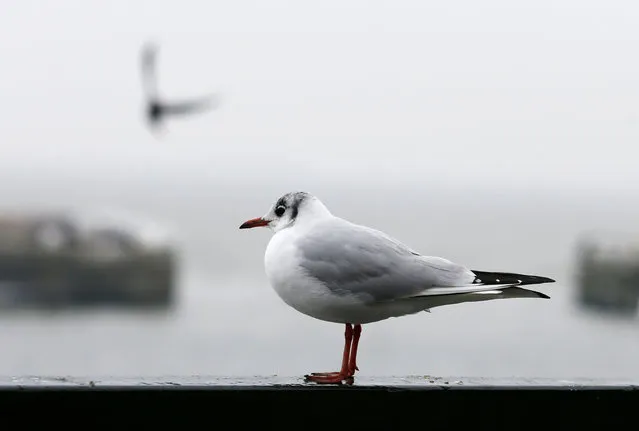 A seagull is pictured during snowfalls at the port of Volendam near Amsterdam, Netherlands, February 11, 2017. (Photo by Francois Lenoir/Reuters)