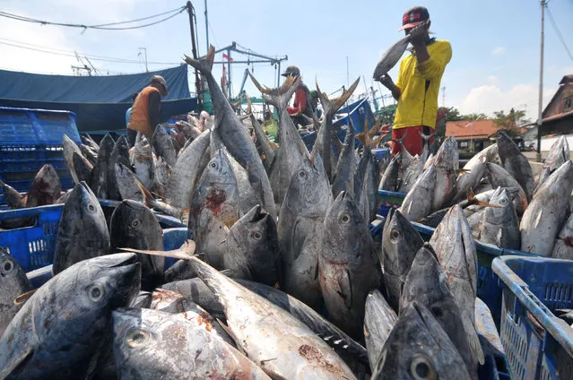 Fishermen sort tuna at the Port of Tegal, Central Java, Indonesia on January 24, 2017 in this photo taken by Antara Foto. (Photo by Oky Lukmansyah/Reuters/Antara Foto)