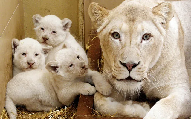 Three baby white lions with their mother, Azira  sit in their enclosure at a private zoo in Borysew, Poland, on Tuesday, March 11, 2014. Born Jan.28, They  will be let out into the open air in April and will be available for visitors to see in May. (Photo by Czarek Sokolowski/AP Photo)