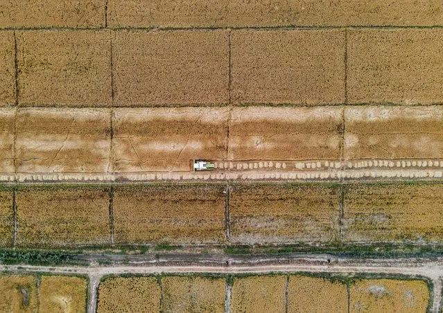 This picture taken on November 20, 2021 shows an aerial view of a combine harvesting through rice fields in the Mishkhab district, about 35 kilometres south of Iraq's central city of Najaf, during the harvest season. (Photo by Ali Najafi/AFP Photo)