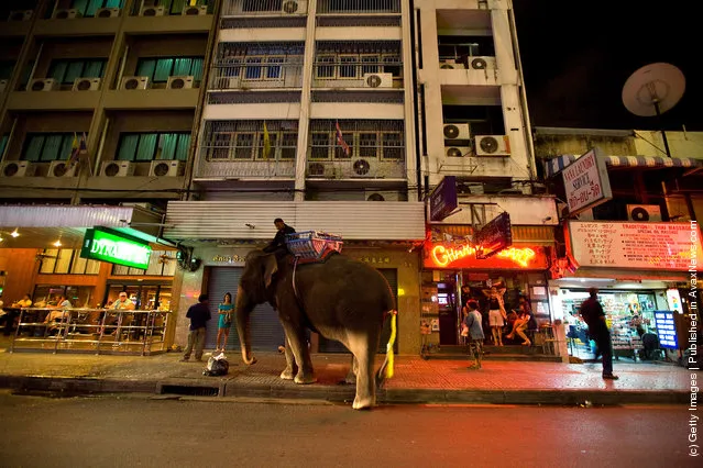 Urban Elephants Roam The Streets of Bangkok