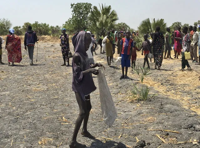 In this photo taken Wednesday, March 1, 2017, Lulu Yurdio, 12, collects food aid for himself and his two siblings and parents who remain hiding in the bush, in Padeah, South Sudan. South Sudanese who fled famine and fighting in Leer county emerged from South Sudan's swamps after months in hiding to receive food aid being distributed by the World Food Program. (Photo by Sam Mednick/AP Photo)