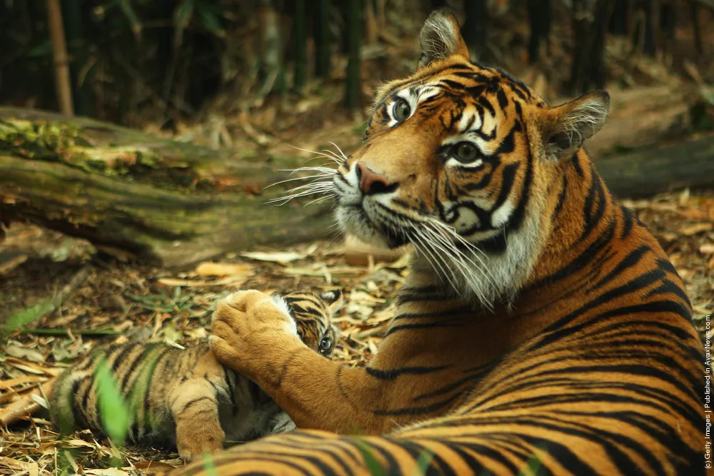 Tiger Triplets Debut At Taronga Zoo