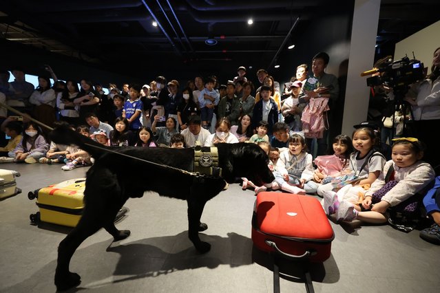 Children watch a demonstration of a police sniffer dog detecting mock explosives at the Korea National Police Museum on Children's Day in Seoul, South Korea, 05 May 2024. Children's Day is a day dedicated to honoring and appreciating children, with various activities and events organized to make them feel special and cherished. (Photo by Yonhap/EPA)