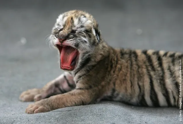 A Siberian tiger cub