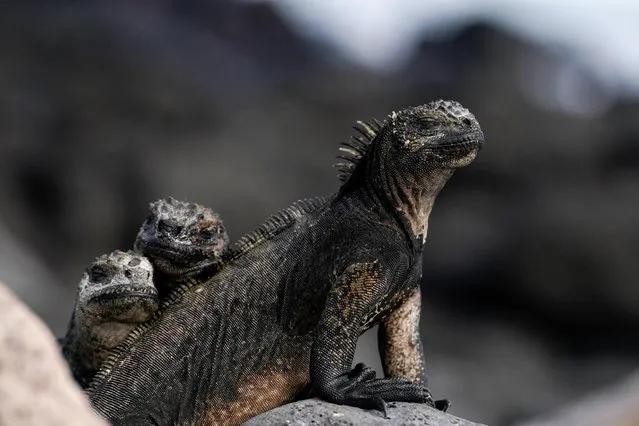 Marine iguanas are seen on Santa Cruz Island after Ecuador announced the expansion of a marine reserve that will encompass 198,000 square kilometers (around 76,448 square miles), in the Galapagos Islands, Ecuador on January 16, 2022. (Photo by Santiago Arcos/Reuters)