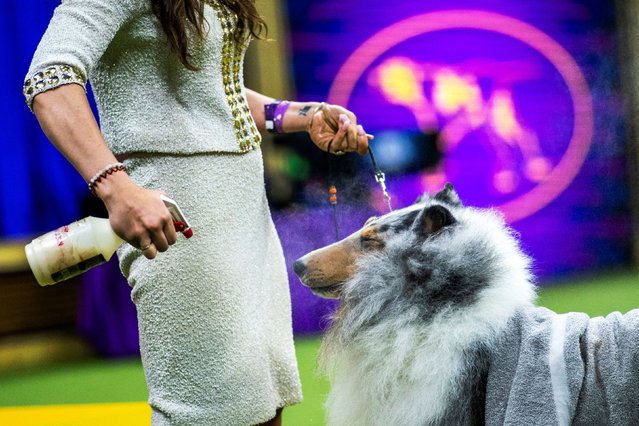 Stark, a Rough Collie from Lothian, MD, competes in the Herding Group during the 148th Westminster Kennel Club Dog Show at the USTA Billie Jean King National Tennis Center in New York City, New York, May 13, 2024. (Photo by Eduardo Munoz/Reuters)
