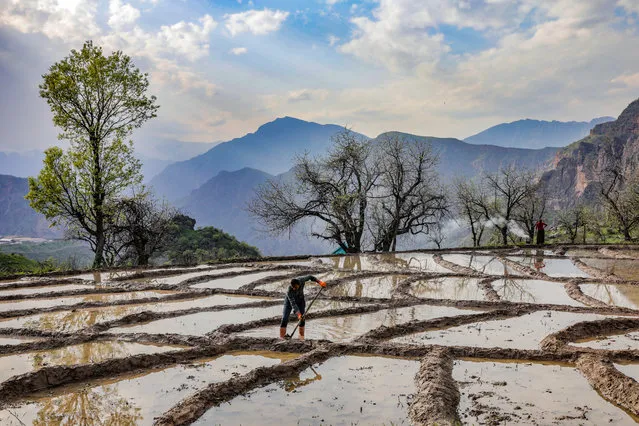 A rice farmer works at a paddy field during spring season in Cukurca district of Hakkari, Turkey on May 8, 2019. Organic products are sold under the brand “Zap” for increasing agricultural potential of the area and contributing to the publicity of the city in Cukurca district, where sesame, produced on spring months, is turned into tahini at 400 year old historical mill. (Photo by Ali Ihsan Ozturk/Anadolu Agency/Getty Images)