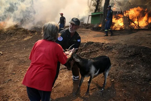 A firefighter removes a goat from a farm as a wildfire burns in the village of Makrimalli on the island of Evia, Greece, August 14, 2019. (Photo by Costas Baltas/Reuters)