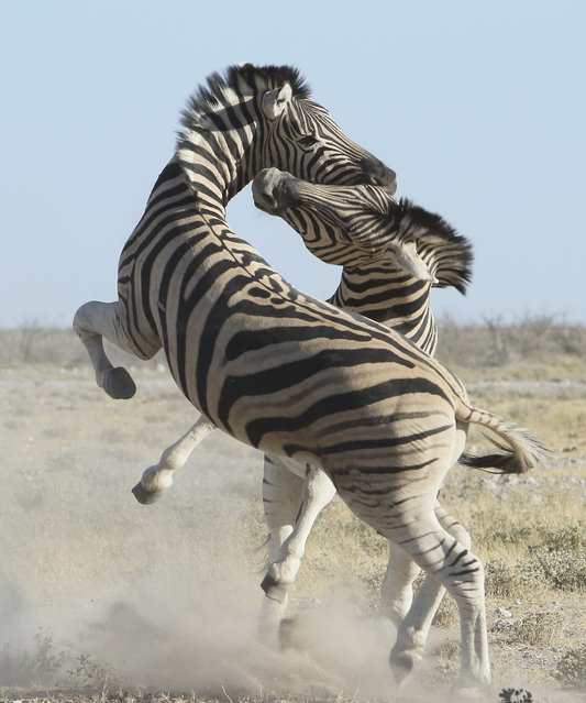Two zebras lunge at one another in Kruger National Park, South Africa in May 2024. Stallion fights are often very violent and can end in death. (Photo by Brigitte Marcon-Alcalay/Caters News Agency)