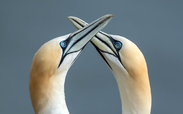 Nesting gannets at Bempton Cliffs in Yorkshire on Thursday, June 13, 2024, where around 500,000 seabirds flock to the chalk cliffs to find a mate and raise their young. (Photo by Danny Lawson/PA Images via Getty Images)