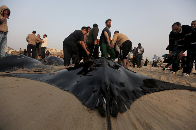 Palestinian fishermen pull out a catch of devil rays fish into a beach overlooking the Mediterranean Sea in the west of Gaza City, the Gaza Strip, 06 April 2017. The interior ministry of Gaza allowed fishermen out to the sea on 06 April 2017, after having previously barred exits by sea following the assassination of a senior leader of the Ezz-Al Din Al Qassam Mazen Faqha on 24 March 2017, that was blamed on the Israel intelligence agency Mossad. (Photo by Mohammed Saber/EPA)