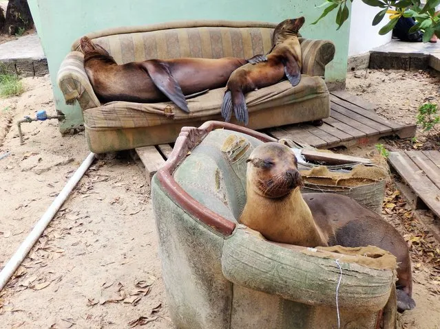 “Seal Loungeroom”. Seal Loungeroom, taken on Isabella. Photo location: Galapagos. (Photo and caption by Ryan Essex/National Geographic Photo Contest)