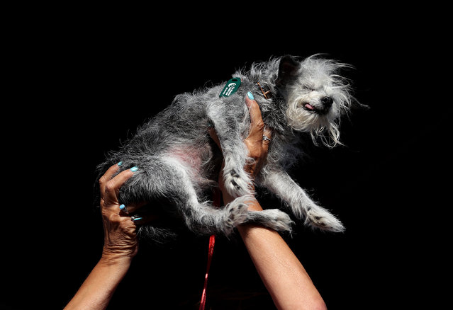 A dog named Ozzie is held up during the World's Ugliest Dog contest at the Marin-Sonoma County Fair on June 21, 2024 in Petaluma, California. A Pekingese dog named Wild Thang won the 34th annual World's Ugliest Dog contest and was awarded $5,000. (Photo by Justin Sullivan/Getty Images)