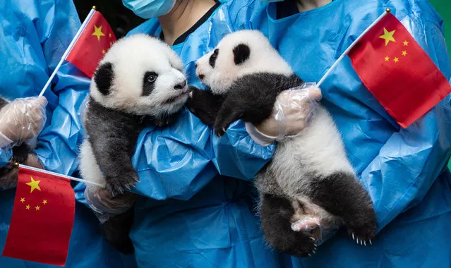 Breeders hold Chinese flags and panda cubs born in 2019 as they pose for pictures during an event marking the upcoming 70th anniversary of the founding of the People's Republic of China at Chengdu Research Base of Giant Panda Breeding in Chengdu, Sichuan province, China September 24, 2019. (Photo by Jiang Hongjing/Xinhua News Agency/Barcroft Media)