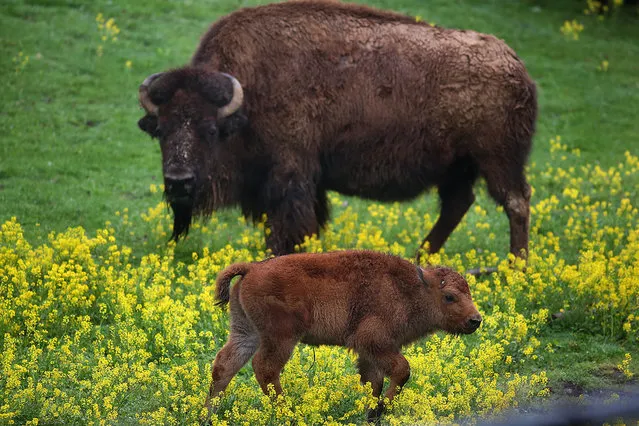 A male bison, born on April 30, roams with the herd Wednesday, May 11, 2016, at the Minnesota Zoo, in Apple Valley, Minn. (Photo by Jim Gerhz/Star Tribune via AP Photo)