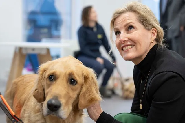 Sophie, Countess of Wessex meeting guide dogs in training during a visit to the newly completed Guide Dogs Reading Hub Facility to learn more about Guide Dogs services for children, young people and families, including buddy dogs on March 2, 2022 in Reading, England. (Photo by Mark Cuthbert-Pool/UK Press via Getty Images)