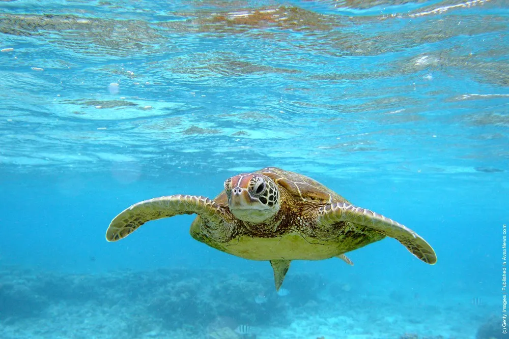 Scenes Of Lady Elliot Barrier Reef Eco Island