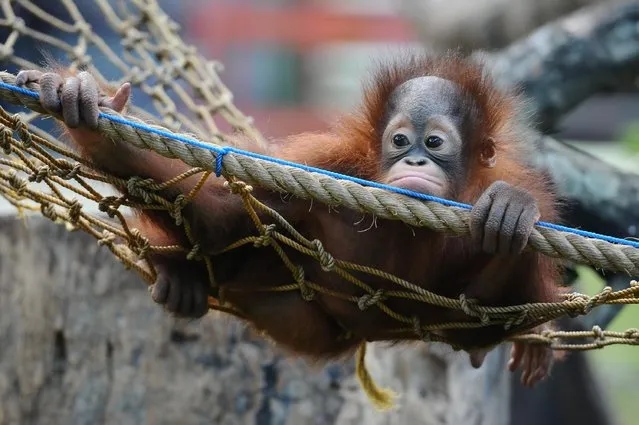 Rizki, 10 months orphaned Bornean orang utan learns to bite at Surabaya Zoo as he prepares to be released into the wild on May 19, 2014 in Surabaya, Indonesia. Damai (3) and Rizki (10 months), two orangutan brothers who were abandoned by their mother Dora (13) shortly after birth. (Photo by Robertus Pudyanto/Getty Images)