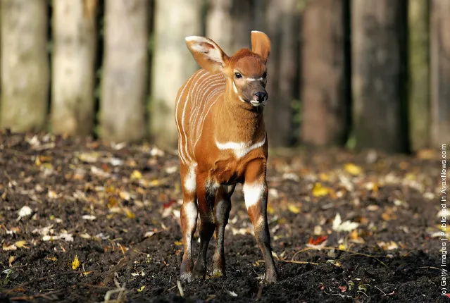 The one month old newborn Bongo Antelope