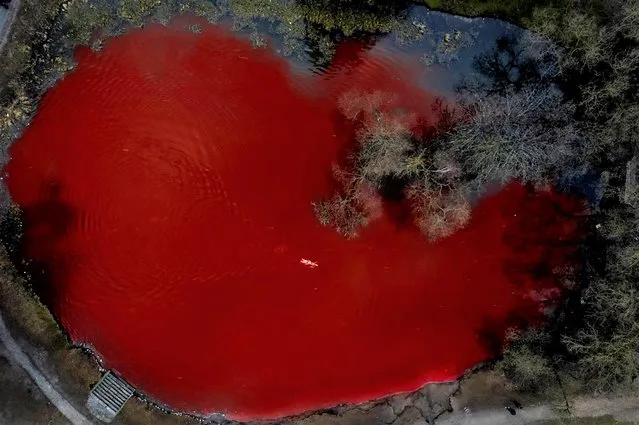 Olympic and world champion Ruta Meilutyte swims across a pond colored red to signify blood, in front of the Russian embassy in Vilnius, Lithuania, Wednesday, April 6, 2022. (Photo by Andrius Repsys/AP Photo)