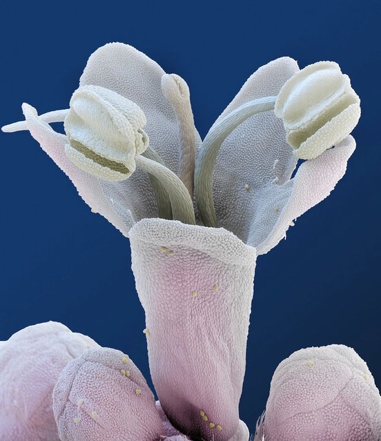 A Valerian flower as viewed under a coloured scanning electron microscope. (Photo by Oliver Meckes/Barcroft Media)