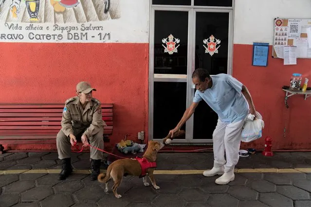 A man gives a toy to rescue dog Caramello, held on a leash by handler Lt. Tatiana Gaiao, at the Catete Fire Brigade in Rio de Janeiro, Brazil, Tuesday, April 12, 2022. Caramello has been residing at the fire brigade that found him injured across the iconic Sugarloaf mountain ever since he was rescued nearly a year ago. In that time, the 11-years-or-so-old dog, has amassed some 27,000 Instagram followers. (Photo by Silvia Izquierdo/AP Photo)