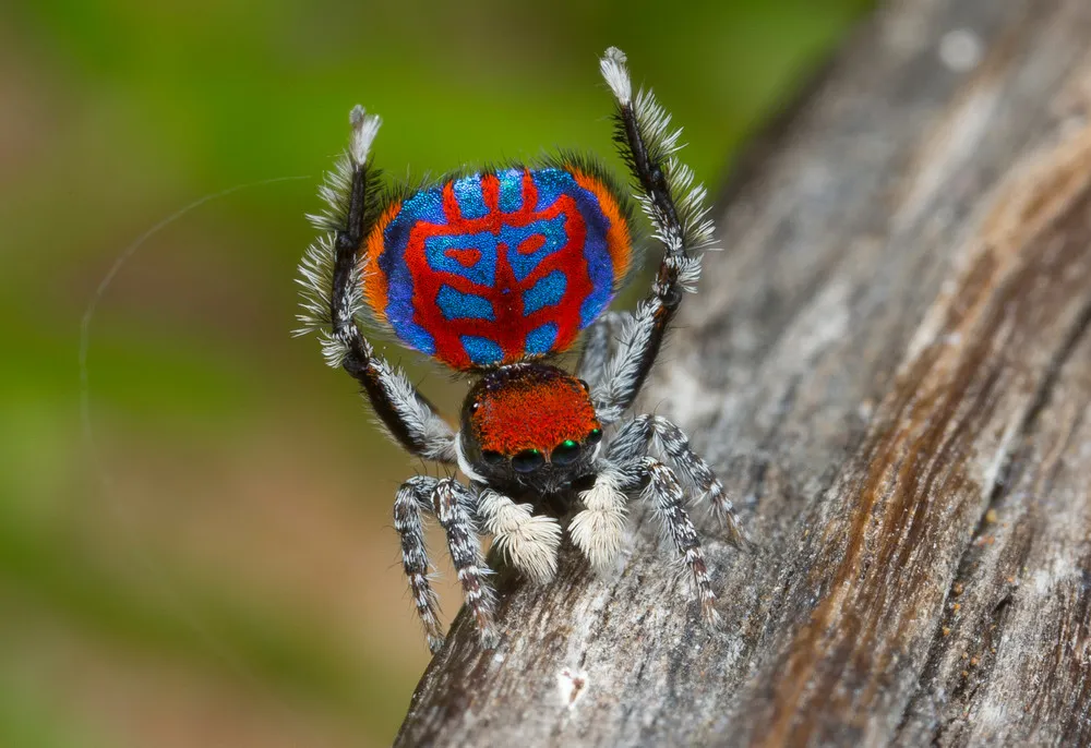 Australian Peacock Spiders