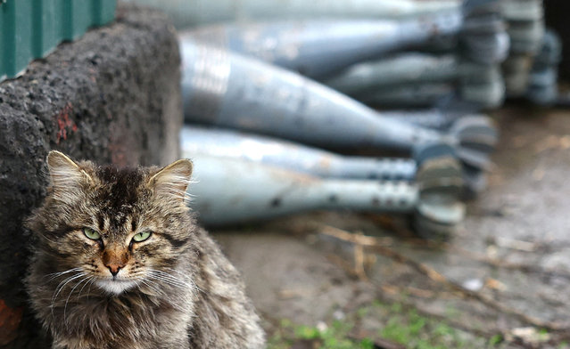 A cat is seen next to mortars ready to be used by Ukrainian mountain brigade “Edelweiss” mortar unit outside their hide out after returning from heavy fighting amid Russia's attack on Ukraine, close to Bakhmut, Ukraine on April 14, 2023. (Photo by Kai Pfaffenbach/Reuters)