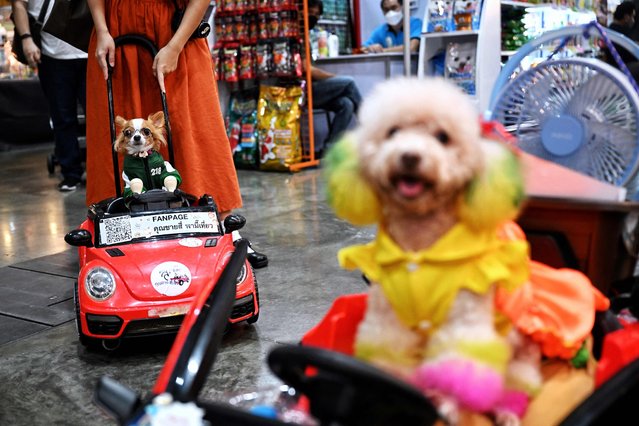 Dogs sit in toy cars during the Thailand International Pet Variety Exhibition in Bangkok on March 24, 2022. (Photo by Lillian Suwanrumpha/AFP Photo)