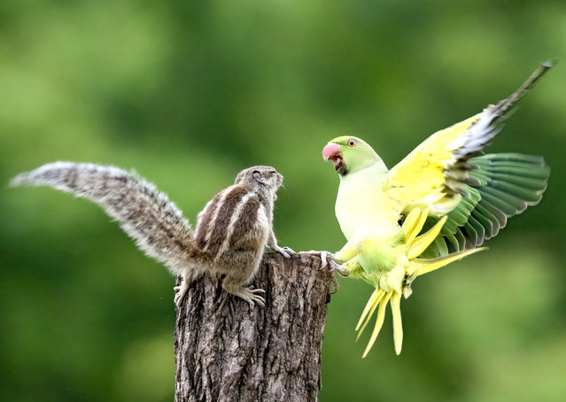 A palm squirrel and ring-rosed parakeet compete for space on a stump in a residential area of Chandigarh, India in the last decade of August 2024. (Photo by Anuj Jain/Solent News)