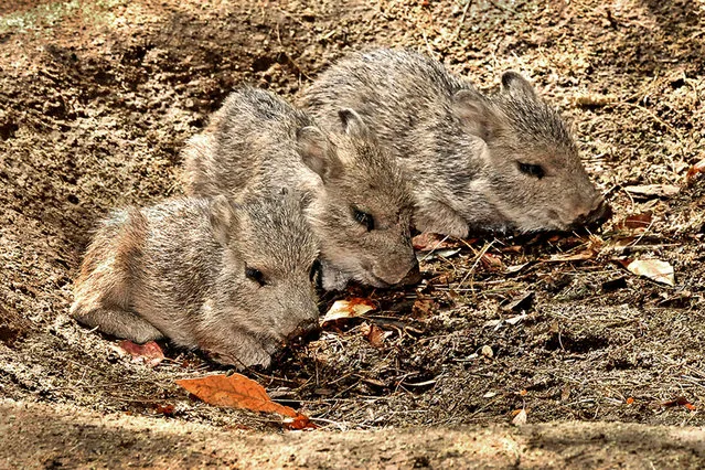 In this June 12, 2014 photo released by the Los Angeles Zoo three critically endangered Chacoan peccary piglets born at the zoo on June 3, 2014. These medium-sized animals, found primarily in Paraguay and Bolivia, are very social and have a strong resemblance to pigs. The triplets are the first litter for both the mother and father, and can now be seen on exhibit daily during Zoo hours. (Photo by Ted Motoyama/AP Photo/LA Zoo)