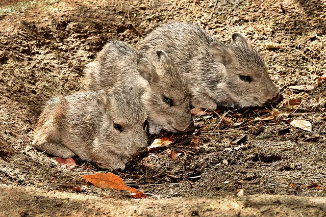 In this June 12, 2014 photo released by the Los Angeles Zoo three critically endangered Chacoan peccary piglets born at the zoo on June 3, 2014. These medium-sized animals, found primarily in Paraguay and Bolivia, are very social and have a strong resemblance to pigs. The triplets are the first litter for both the mother and father, and can now be seen on exhibit daily during Zoo hours.  (Photo by Ted Motoyama/AP Photo/LA Zoo)