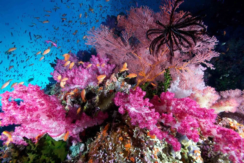 2012's Top Underwater Shots